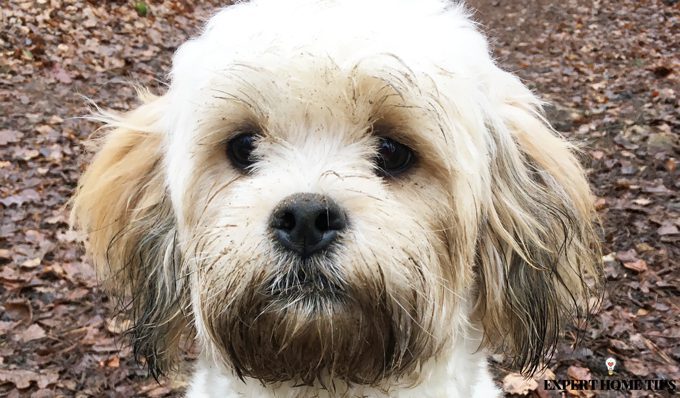 3993-680x398-1-jpg Shichon chó bùn