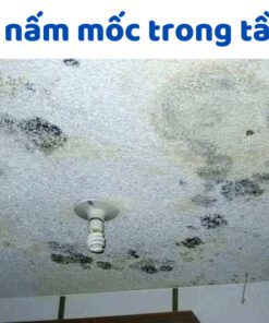 Cách loại bỏ nấm mốc trong tầng hầm