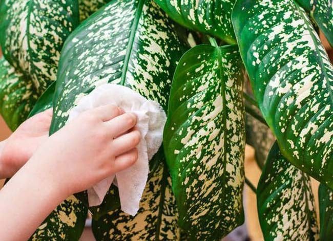 làm sạch cây xanh